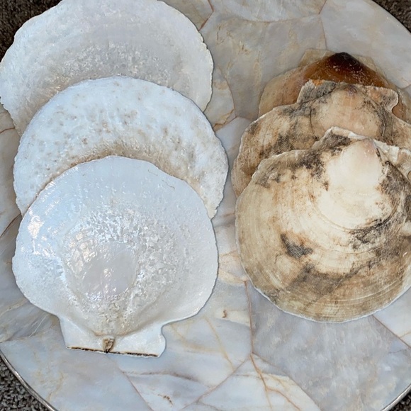 Shell Appetizer Plates, Salad Plates, Set of 6 - Picture 3 of 8